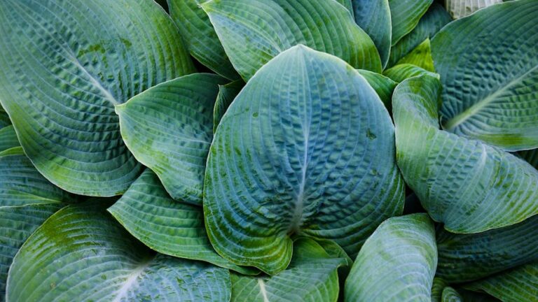 Close-up view of lush green hosta leaves showcasing vibrant textures and patterns.